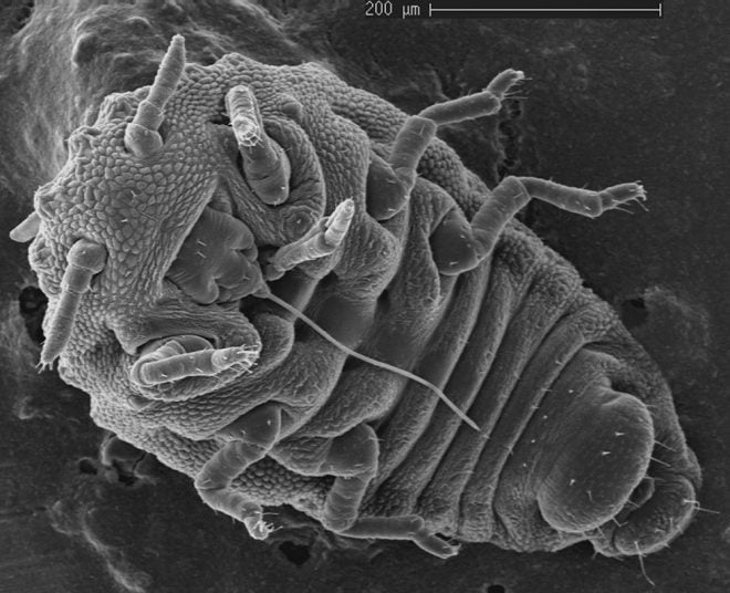 Phylloxera aphid