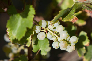 Arbanne grapes on vine