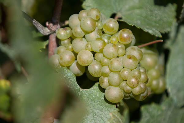 chardonnay grape on vine