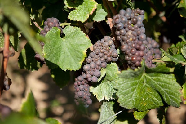 Fromenteau - Pinot Gris grapes on vine