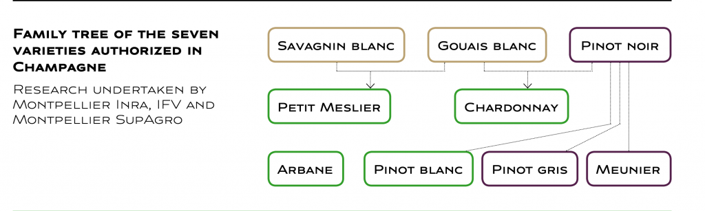 family tree of grape varieties