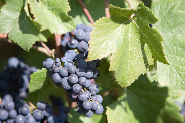 Meunier grapes on vine