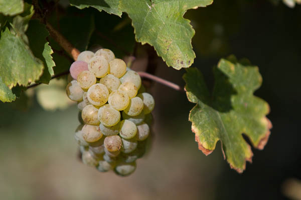 Petit Meslier grapes on vine