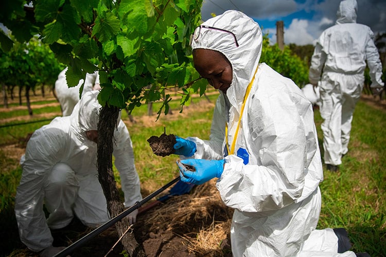 woman in biosuit inspects vine roots