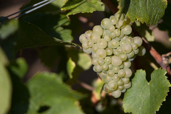 Pinot Blanc grapes on vine