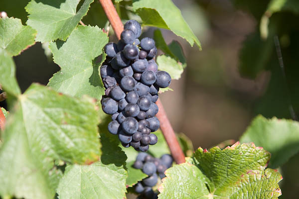 pinot noir grape on vine