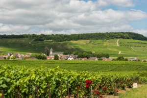 The village of Avize in Champagne 