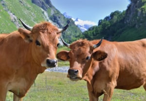 Tarine cows grazing on alpine pastures (alpages).