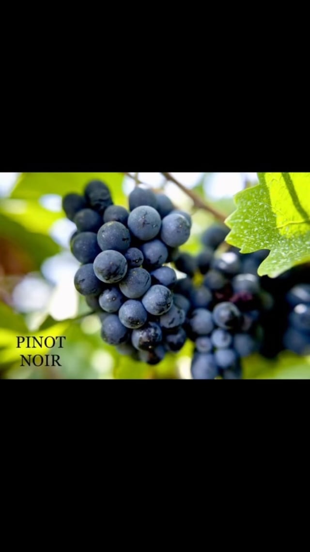 Did you know that there are 7 grape varieties permitted in the Champagne AOC? 🍇
 
Most commonly found in your bottle of champagne are the famous trio of Pinot noir, Meunier and Chardonnay; however, 4 additional white grapes are permitted for use in the creation of champagne. Referred to as ancestral, heirloom or ‘forgotten’, these rare grapes are Pinot blanc, Pinot gris (Fromenteau), Arbanne and Petit Meslier.
 
There is also an 8th grape, Voltis, which has been approved for use in the appellation on a trial basis for the next 10 years. As the region’s first hybrid variety, Voltis is believed to be resistant to fungus, which may reduce the need for chemical fungicides and herbicides in the vineyard and expand organic viticulture in Champagne.
 
The first known Estate to grow all 8 grape varieties is Champagne Drappier. One of the longest-standing producers in the Côte des Bar, the family-owned Maison is a trailblazer in sustainable and organic viticulture. They were the first Estate in the region to release a sans soufre (unsulphured) champagne in 2007 and the first in the appellation to become carbon-neutral in 2016. Bravo @champagnedrappier for continually paving the way in Champagne!
 
 
Eager to learn more about champagne? Subscribe to our weekly newsletter via the 🔗 in bio.
 
SallyHillman.com.au
 
#SallyHillman #CelebratingChampagne​​​​​​​​​​​​​​​​​​​​​​​​​​​​​​​​​​​​​​​​​​​​​​​​​​​​​​​​​​​​​​​​​​​​​​​​​​​​​​​​
#champagne #champagnelover #growerchampagne #champagneeducation #champagnemoments