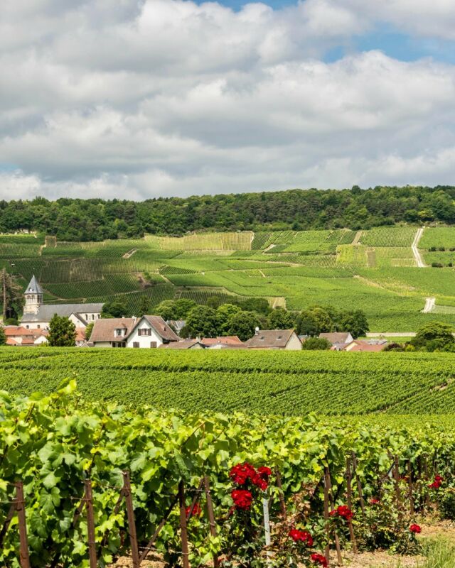 🇫🇷 Of the 16,200 grape growers in Champagne, less than a third produce and bottle wine themselves. Those who do may either produce and bottle wine on their own premises or in a cooperative cellar, where equipment is shared to reduce costs. Although growers own around 90% of the Champagne area under vine, they only account for 20% of total champagne sales. ⁣

👩‍💻 If you’re interested in understanding your favourite bottle of champagne better and supporting smaller producers of champagne, check out our ‘Le Journal’ article ‘Champagne at a Glance’, where we introduce a few handy label nomenclatures that will guide you in discovering new champagne experiences. Most importantly, we share our number 1️⃣ tip for tasting beyond the bubble.

Happy reading! 🔗 Link in bio and 👇
https://sallyhillman.com.au/champagne-at-a-glance-370-houses-16000-growers-and-130-cooperatives/

#SallyHillman #CelebratingChampagne
#champagne #champagnelover #winelover #growerchampagne #recoltantmanipulant #wineeducation #champagneeducation #champagneclub #growerchampagneclub #champagnesubscription #champagnetour #champagnetasting #winetasting #champagnetime #champagnemoments #champagnelife #champagnefrance #champagneaustralia #champagneworldwide #celebration